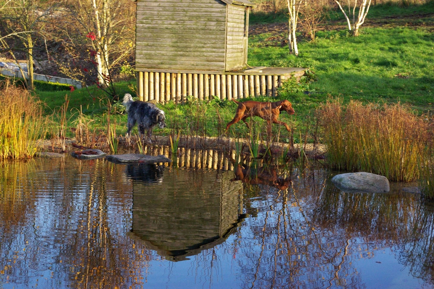 Gartenart | Portfolio | Swimming Pond, Berkshire