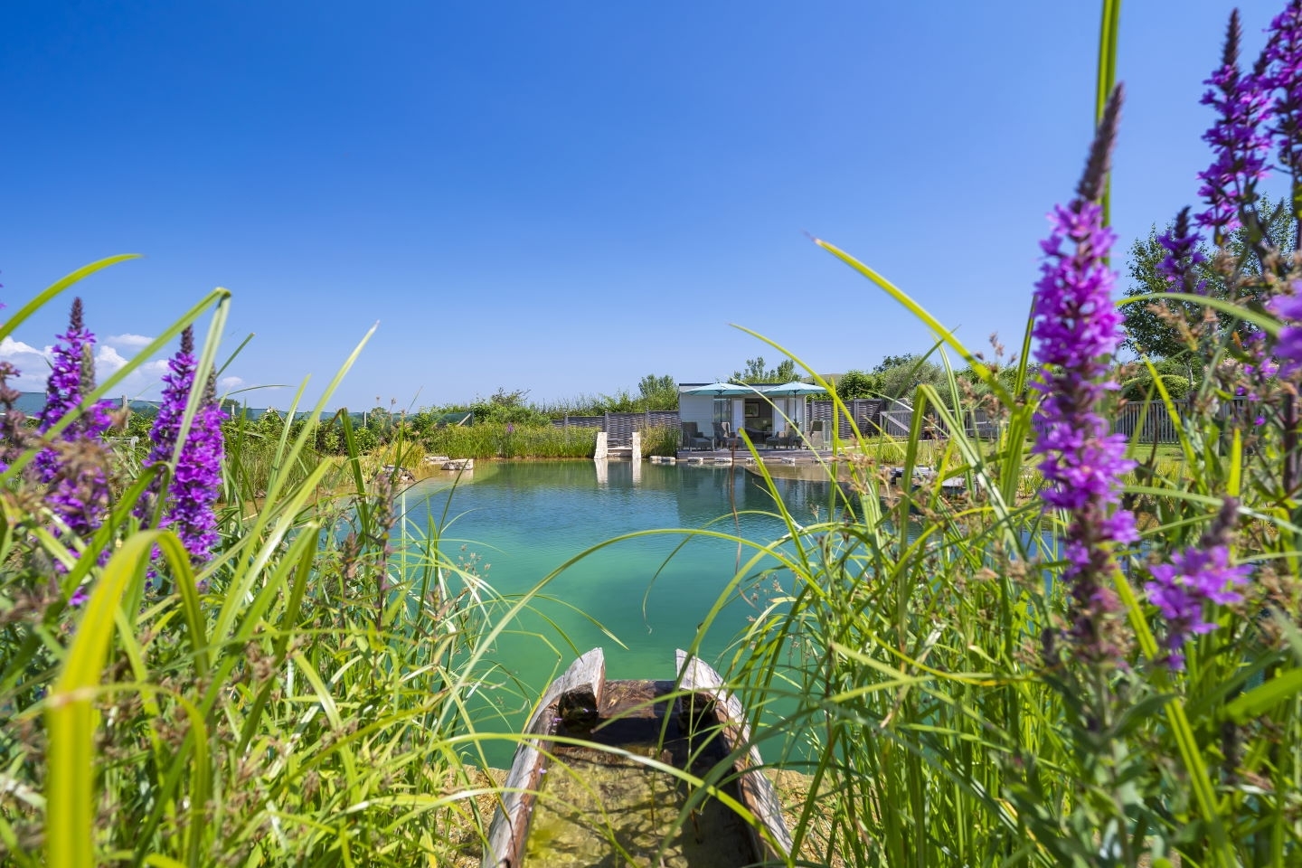 Swimming pond in East Sussex