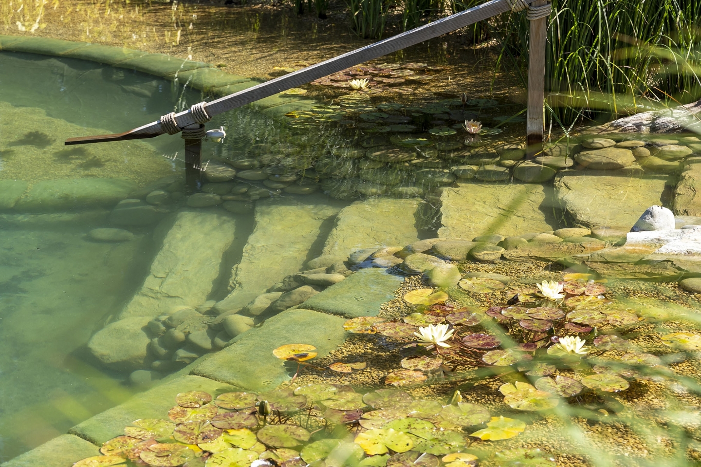 Swimming pond in Herts/Bucks