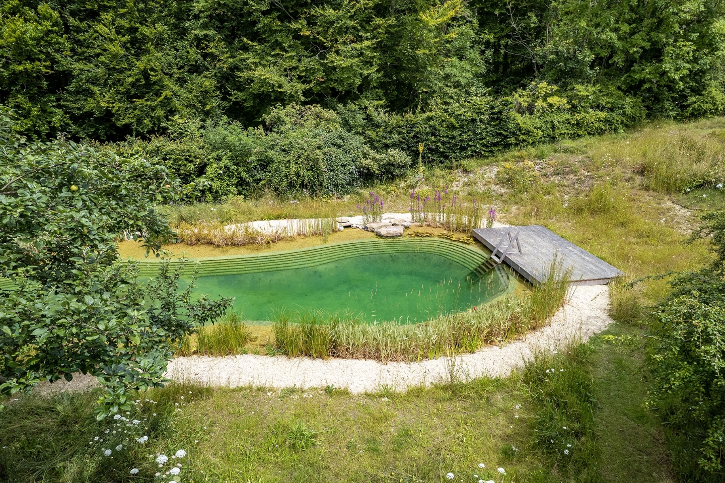 Swimming pond in East Sussex