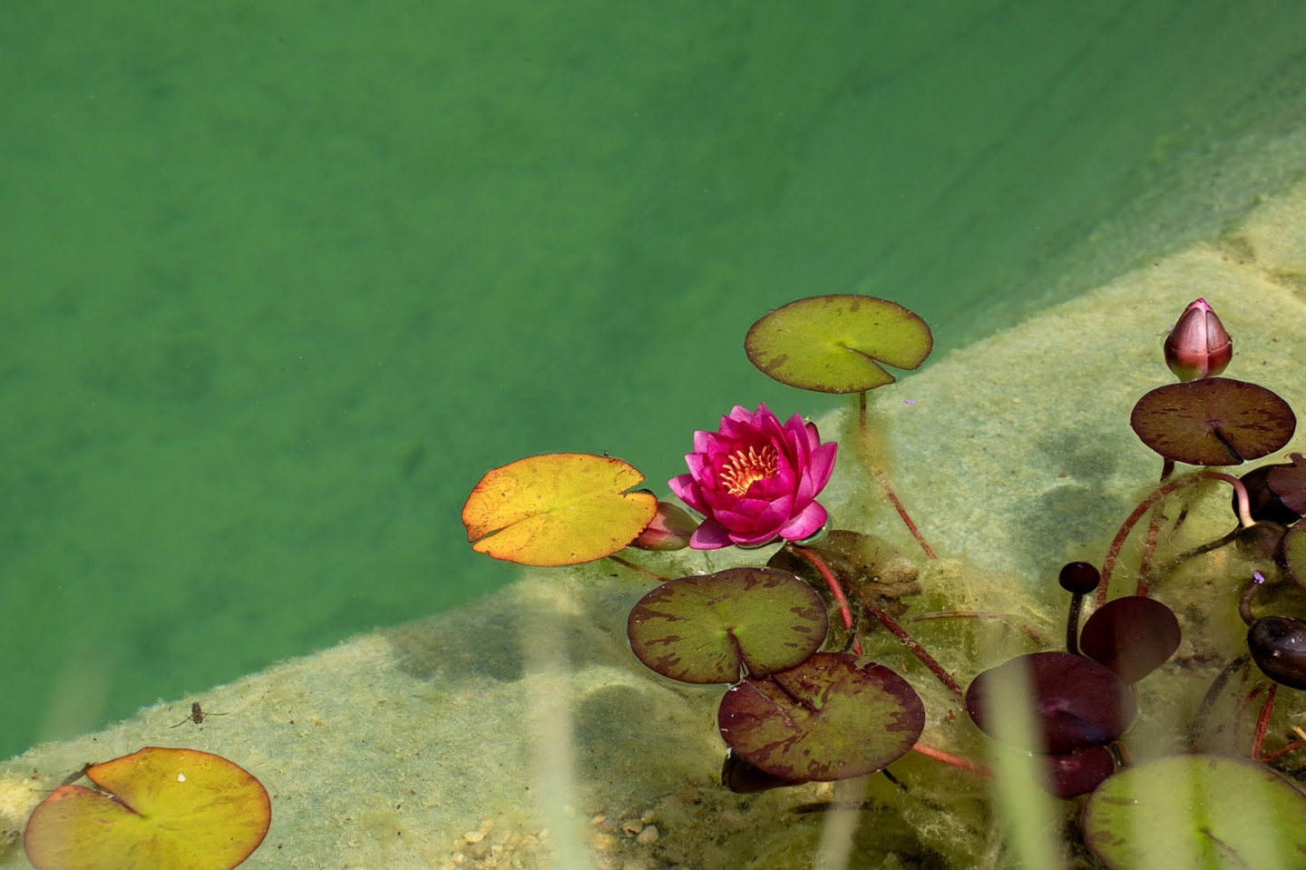 Swimming pond in East Sussex